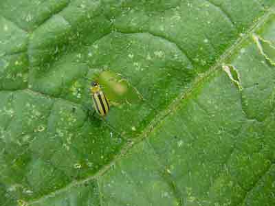 Striped cucumber beetle