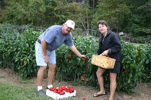 Ray and Amy Sugg pick peppers