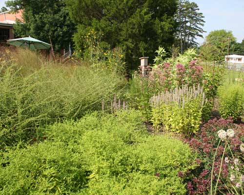 pollinator garden