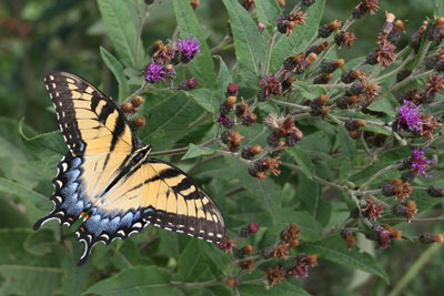 Swallowtail on Vernonia.