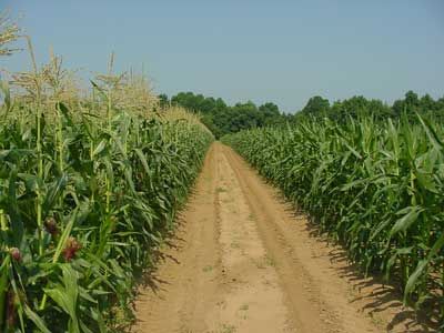 Sweet corn ready for harvest.