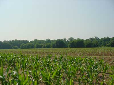 A young sweet corn crop (foreground) 