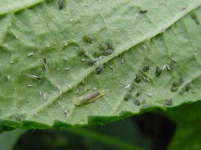 syrphid larva feeding in aphid colony