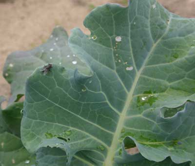 tachinid fly on broccoli