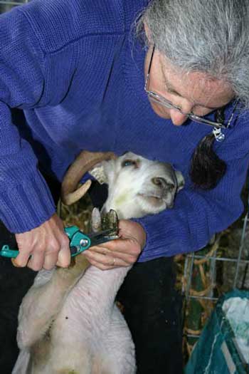 Teresa Fischer shows how to trim hooves.