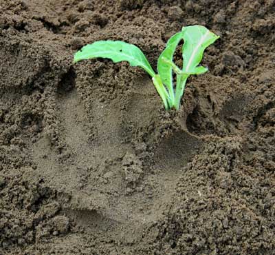 tobacco plant with hand print