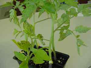 4-pack tomatoes