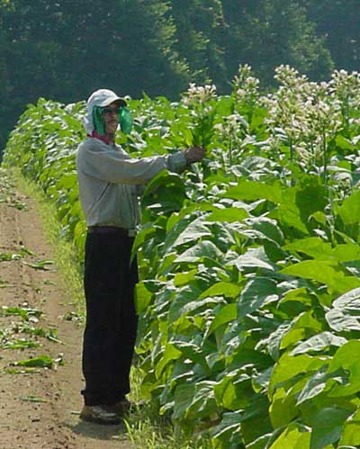 topping tobacco