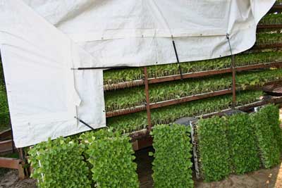 Close-up of tobacco seedlings