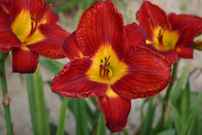 deep red daylily