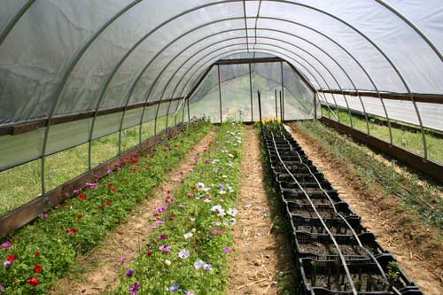 Cut flowers in the high tunnel