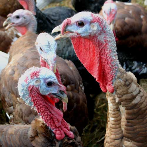 Pastured Turkeys at Peregrine Farm | NC State Extension