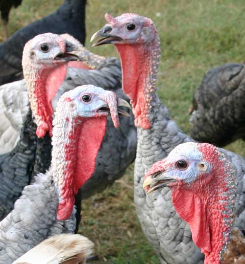 Blue Slate turkeys