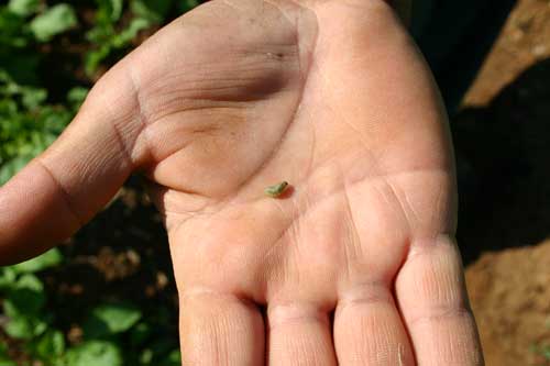 Vegetable weevil larva