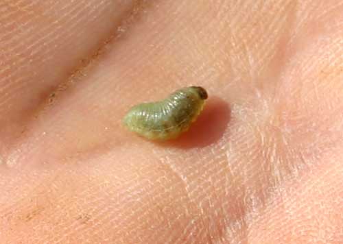 close-up of vegetable weevil larva