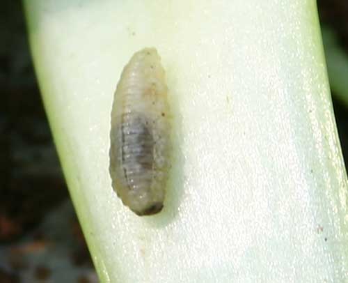 close-up of vegetable weevil larva