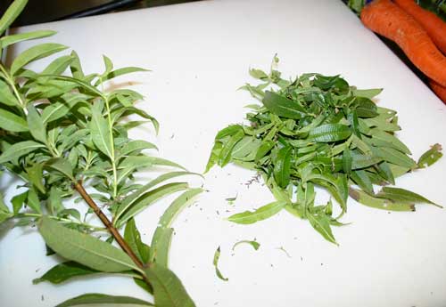 Fresh verbena leaves