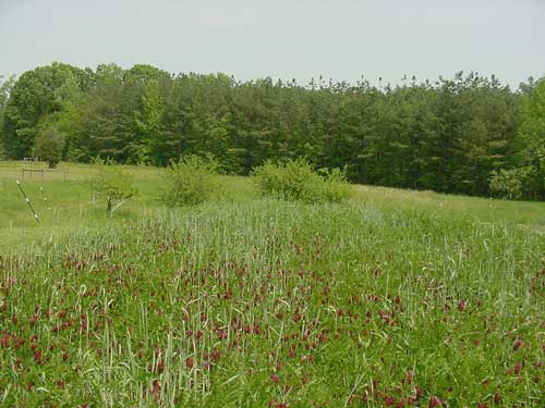 cover crop