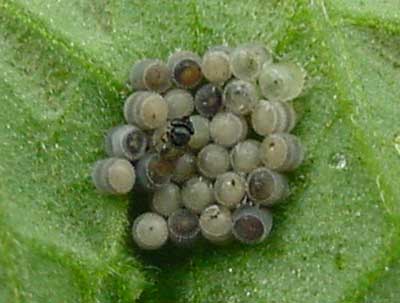 parasitized stink bug eggs with wasp