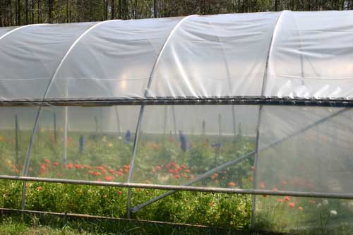 Tunnel of cut flowers at Wild Hare Farm