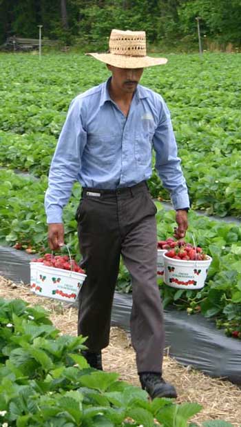 worker carrying buckets of berries