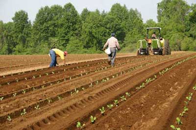 workers follow behind tractor