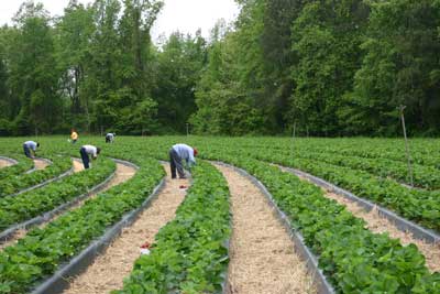 Lee Farm workers pick berries.