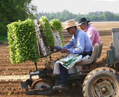 workrs plant tobacco