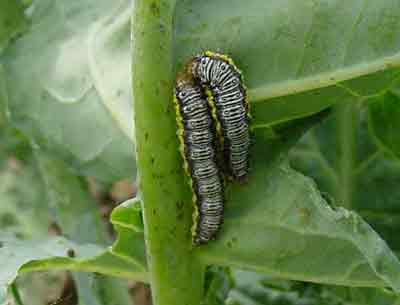 Cross-striped cabbageworm larvae on broccoli