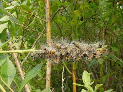 Feeding aggregation of caterpillars on defoliated blueberry branch