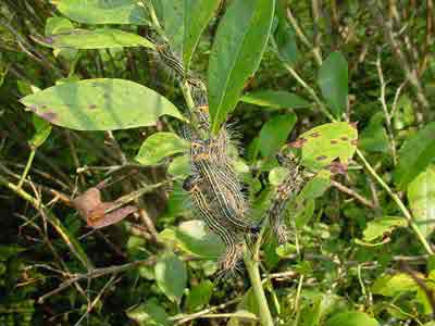 Yellow-necked caterpillars on blueberry branch
