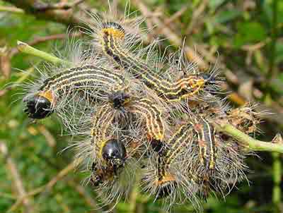 Yellow-necked caterpillars