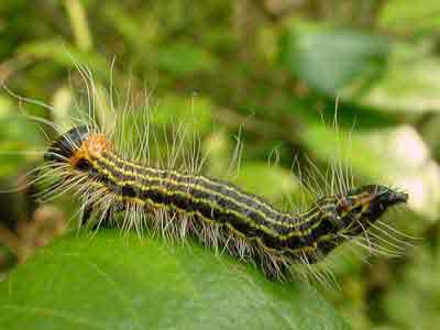 Yellow-necked caterpillar in defensive posture