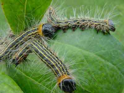 Yellow-necked caterpillars