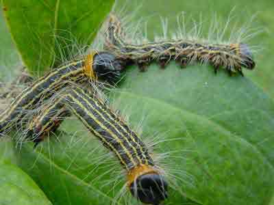 Yellow-Necked Caterpillars in Blueberry | NC State Extension