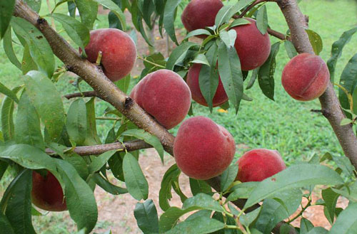 peaches ripening on the tree