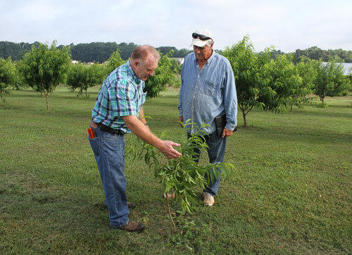 two men discussing a young fruit tree