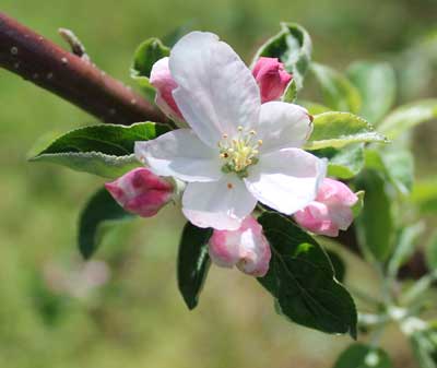 apple flower