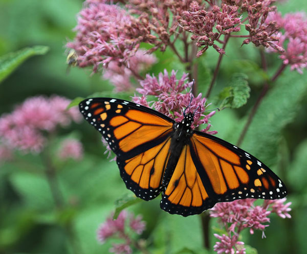 Male monarch on joe-pye weed