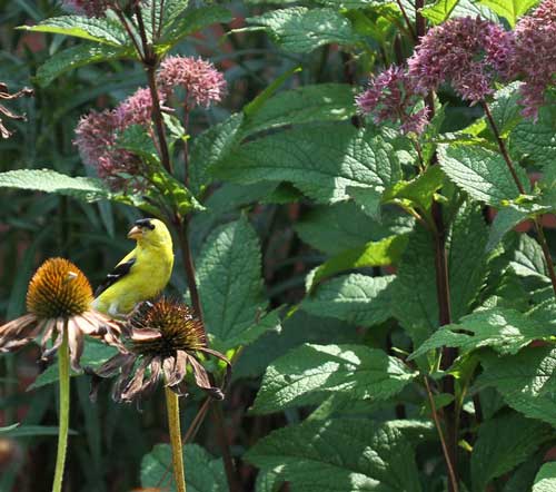 American goldfinch on coneflower