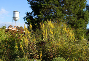 Showy goldenrod surrounded by other perennials is a fall highlight in the garden