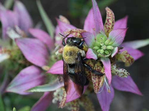 Carpenter bee on spotted horsemint 
