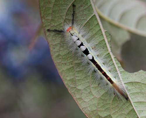 White-marked tussock moth caterpillar on possumhaw viburnum