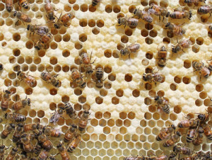 Cover photo for Winter Losses of Honey Bee Colonies