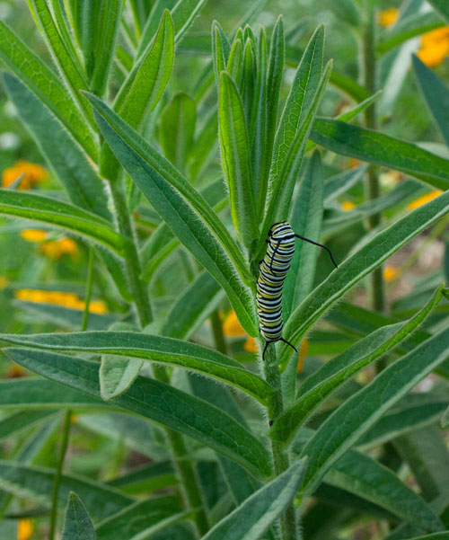 Monarch caterpillar on butterfly weed.
