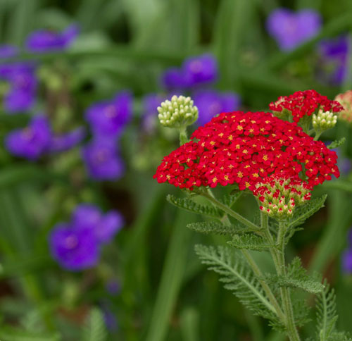 Yarrow with spiderwort in the background.