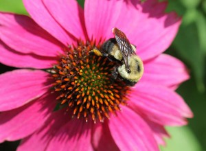 Brown-belted bumble bee on purple coneflower