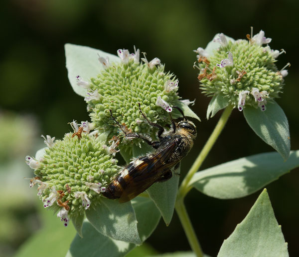 Scoliid wasp on short-toothed mountain mint 