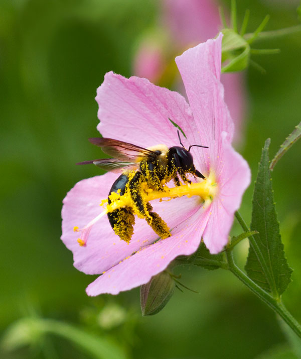 carpenter bee collecting pollen