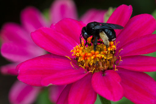 Register Now for May Pollinator Garden Workshop & Garden Tour | NC ...